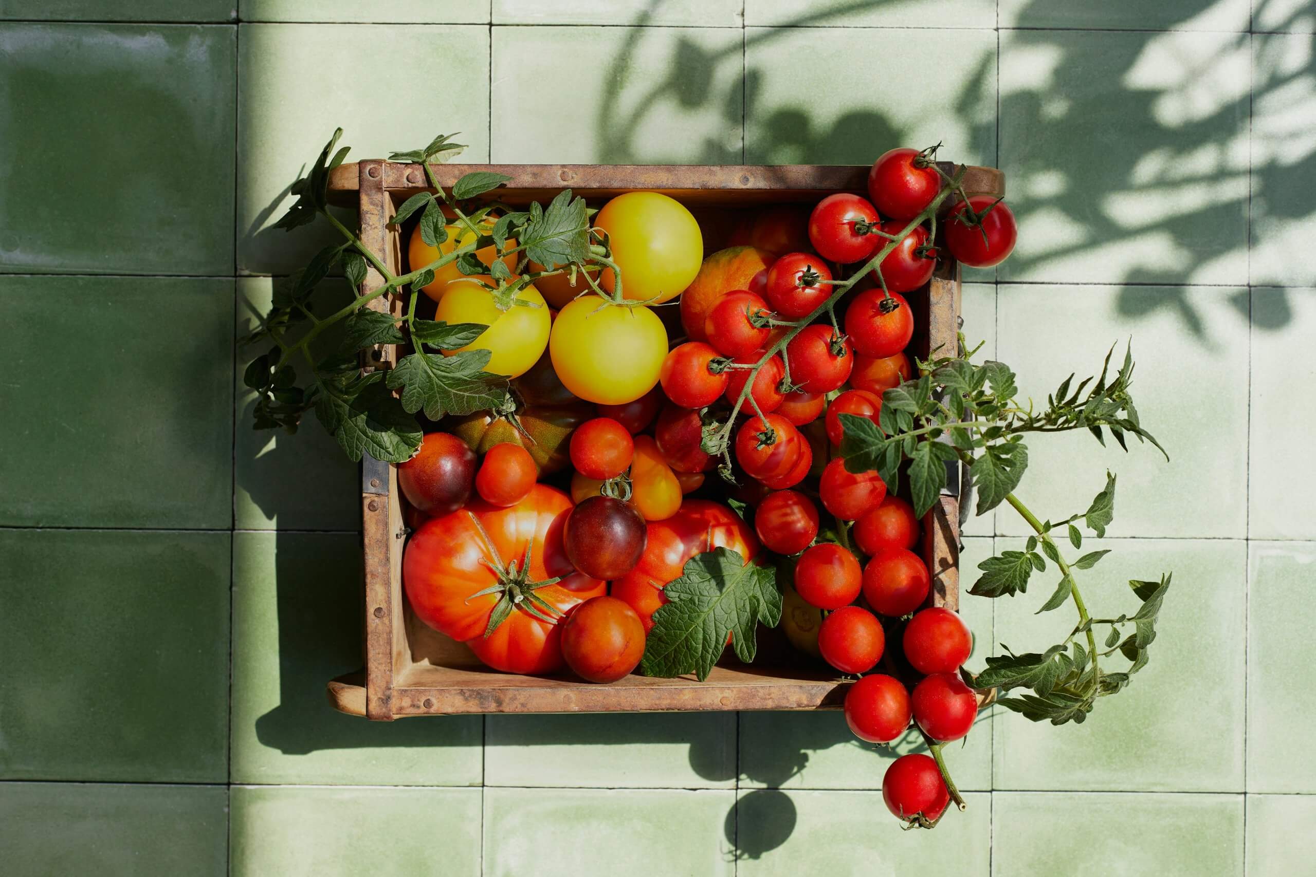 Preserving summer: Choosing the best tomatoes for canning