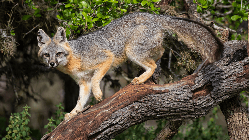 Natural State fox at home in gray areas of habitat - Mountain Home Observer