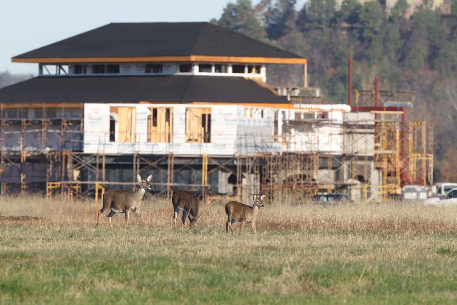 Apply for Arkansas’s Urban Archery Deer Hunts - Mountain Home Observer